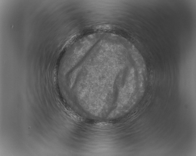 X0000076060708200610201948