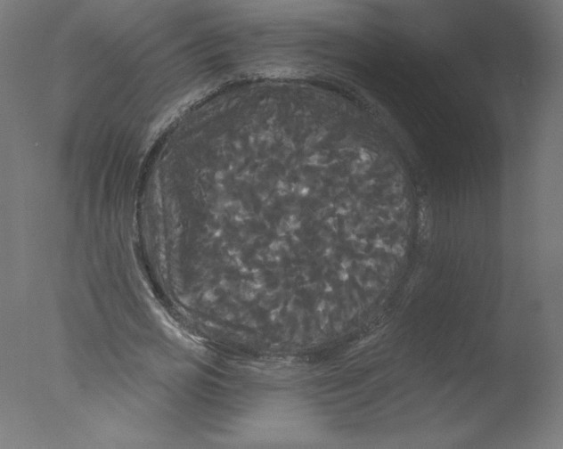 X0000076060725200610201947