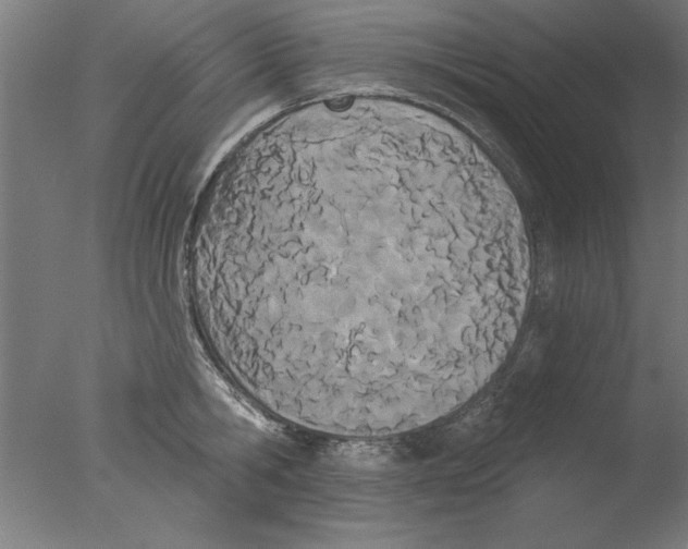 X0000076060806200610201946