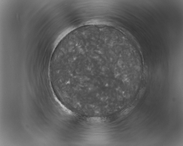 X0000076060855200610201946