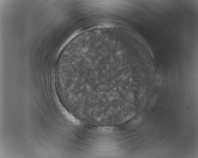 X0000076060859200610201946