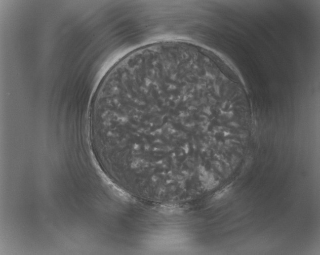 X0000076060911200610201945