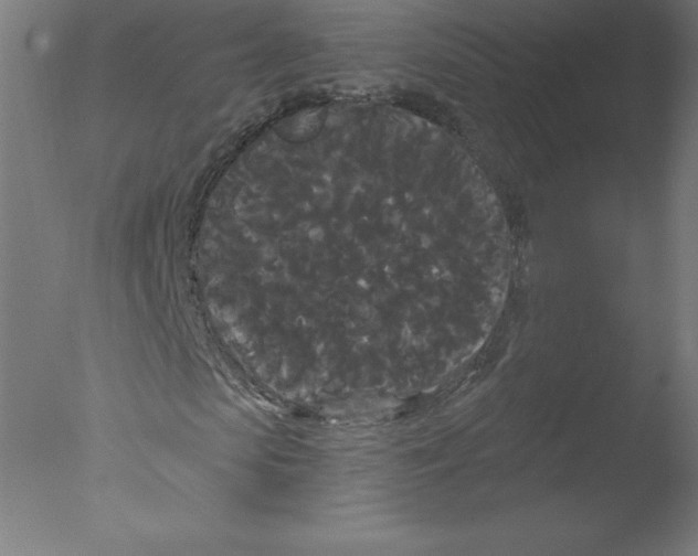 X0000076060913200610201944