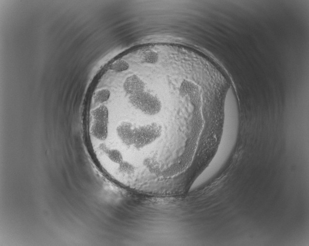 X0000076060995200610201943