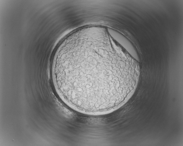 X0000076061036200610201943