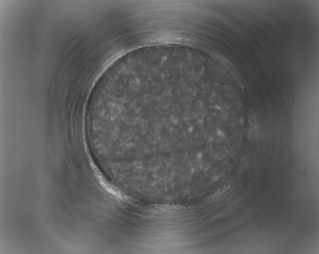 X0000076061039200610201943