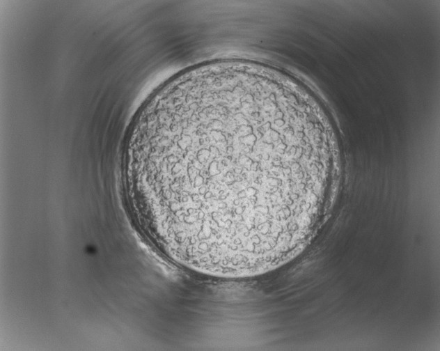 X0000076061048200610201943