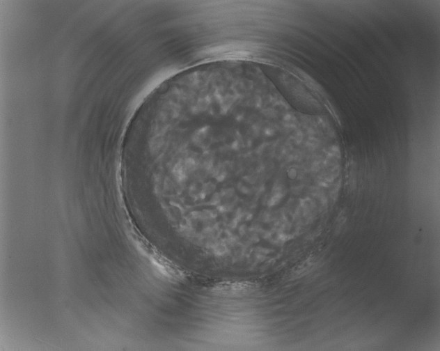 X0000076061051200610201943