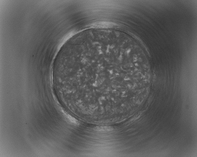 X0000076061083200610201942