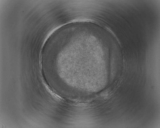 X0000076061124200610201941