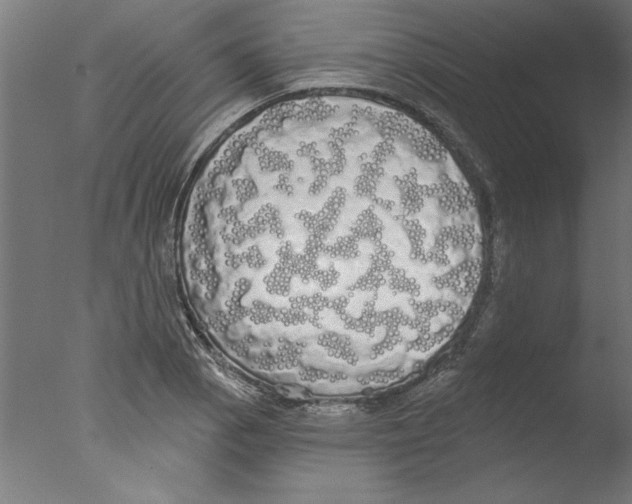 X0000076061129200610201941