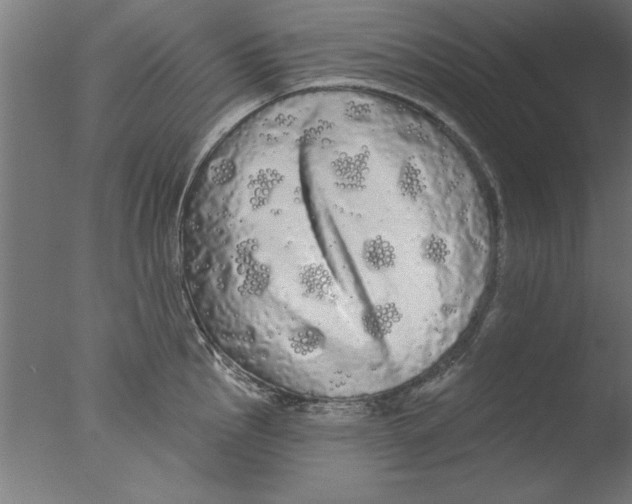 X0000076061145200610201941