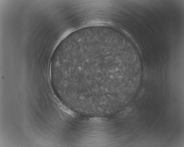 X0000076061227200610201939