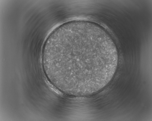 X0000076061232200610201939