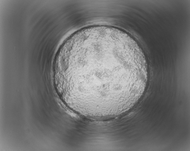 X0000076061240200610201940