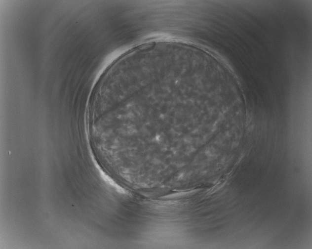 X0000076061247200610201940