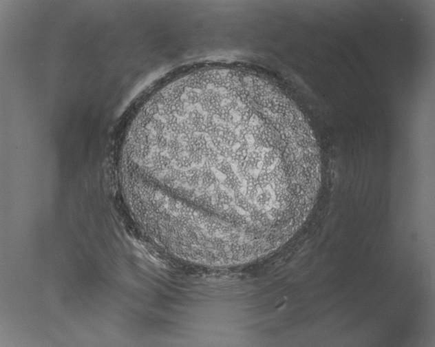 X0000076061256200610201939