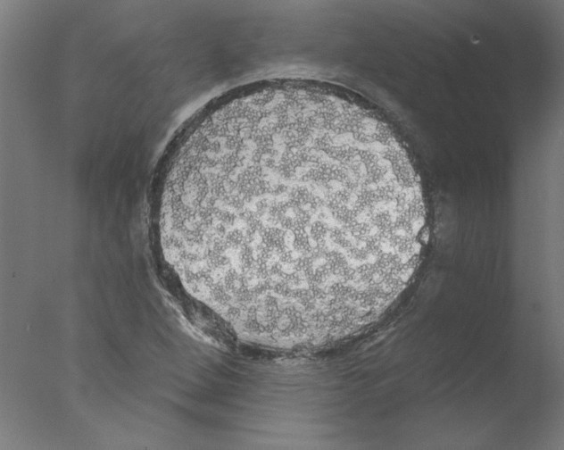 X0000076061264200610201939