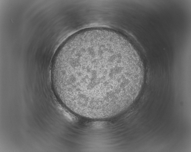 X0000076061268200610201939