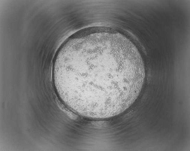 X0000076061276200610201939