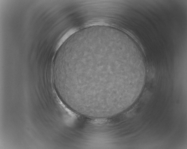 X0000076061290200610201938