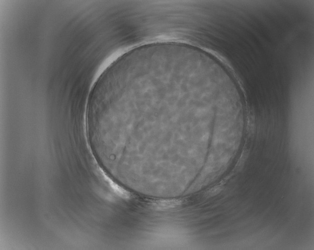 X0000076061294200610201938