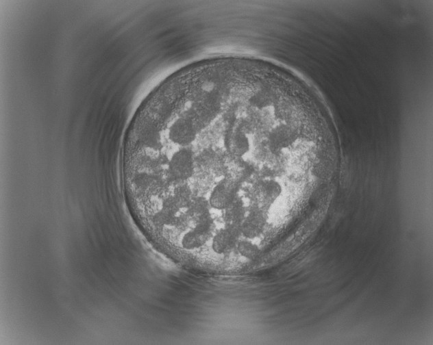 X0000076061295200610201938