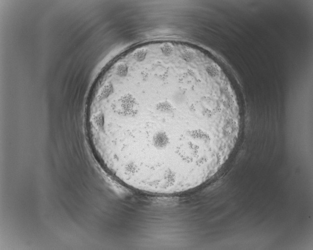 X0000076061333200610201938