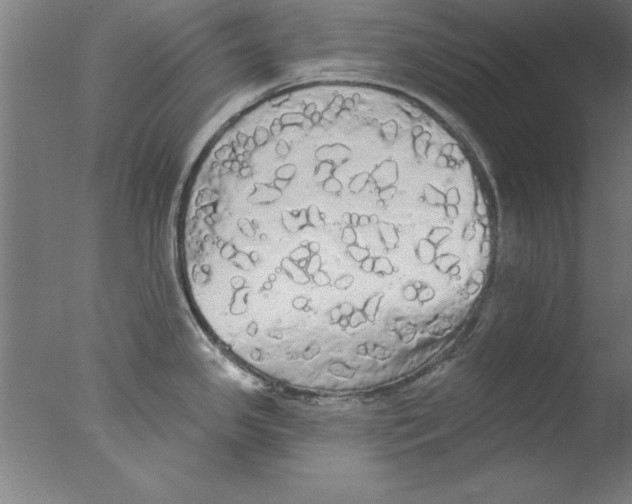 X0000076061341200610201938