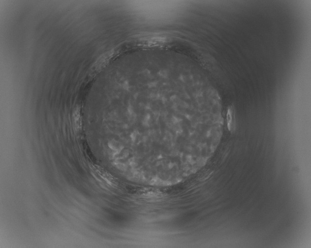 X0000076061395200610201936