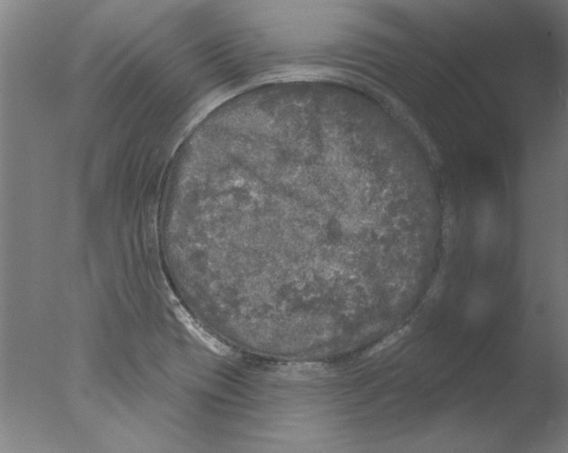 X0000076061417200610201936