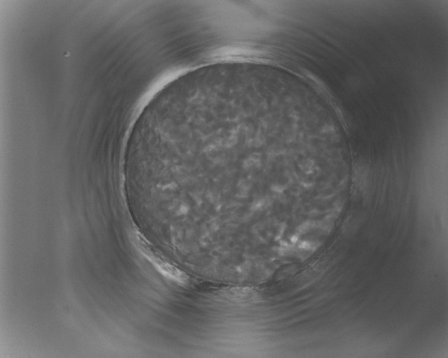 X0000076061435200610201936