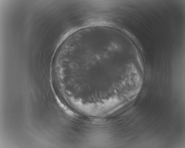 X0000076061439200610201937