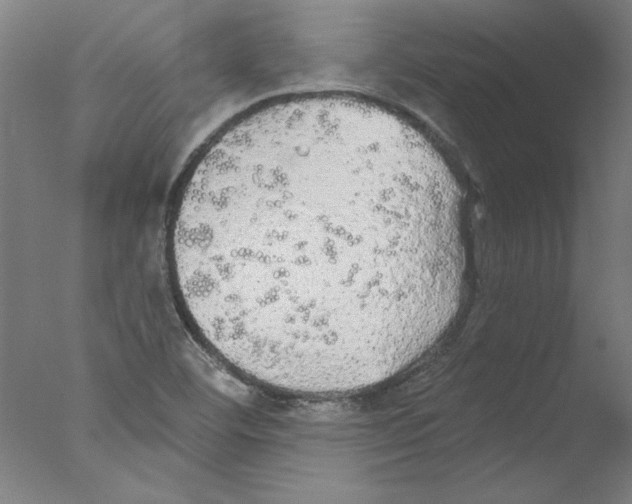 X0000076061460200610201935