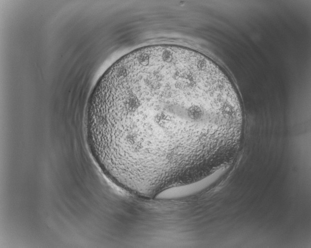 X0000076061533200610201935