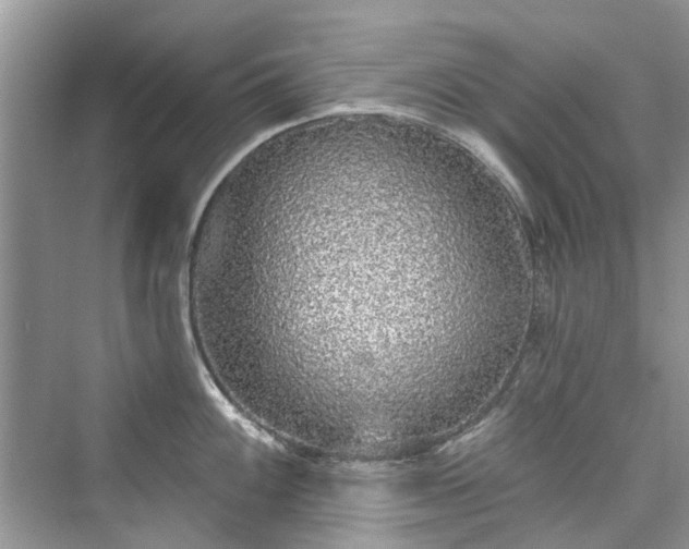 X0000076071100200609291310
