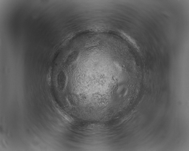 X0000076070065200610061613