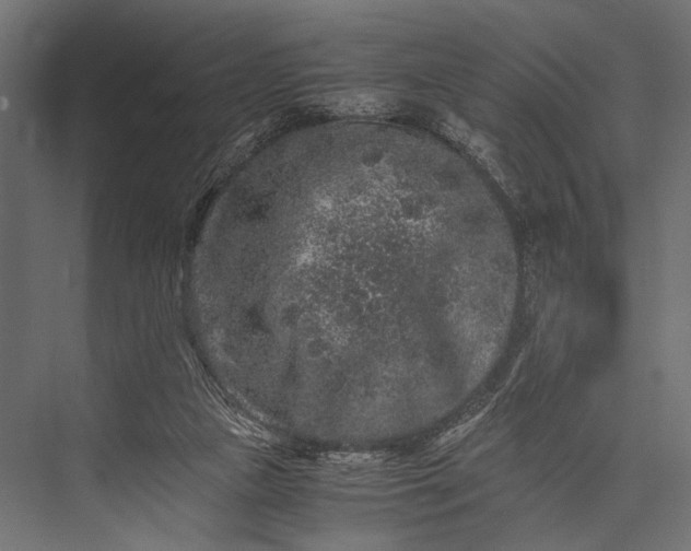 X0000076070161200610061611