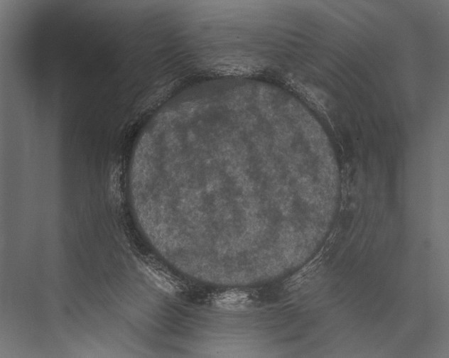 X0000076070162200610061611