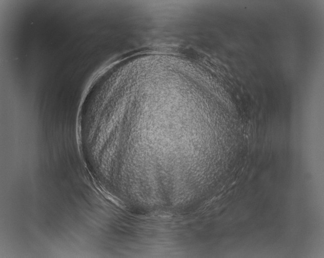 X0000076070294200610061609