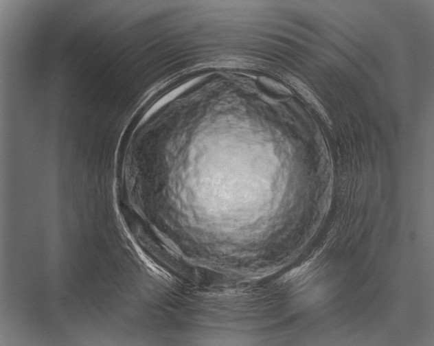 X0000076070845200610061600