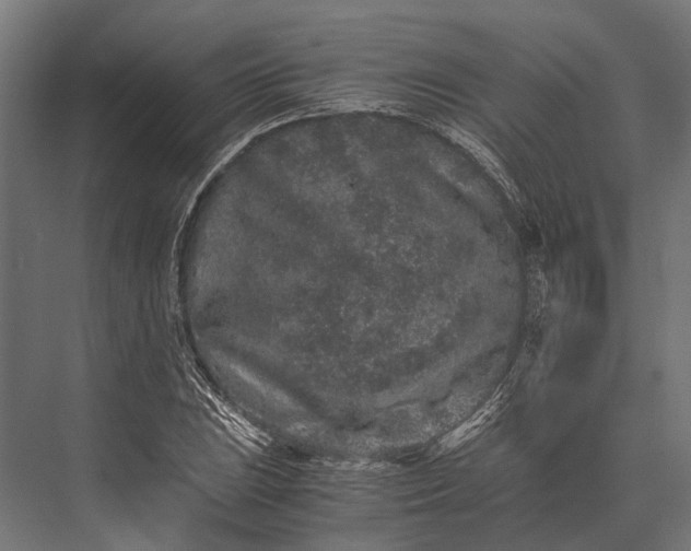 X0000076071023200610061556