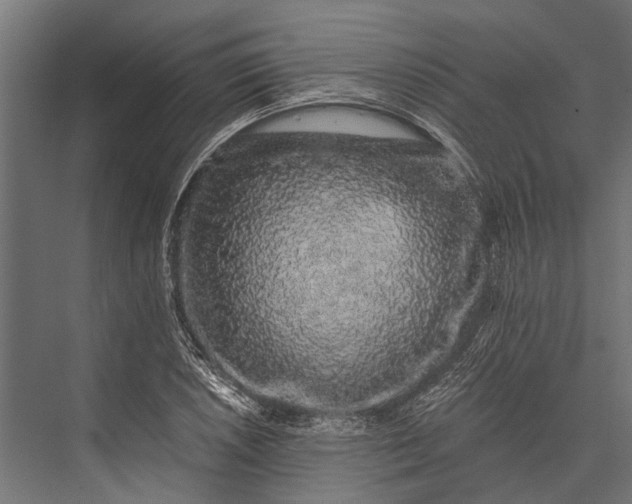 X0000076071026200610061556