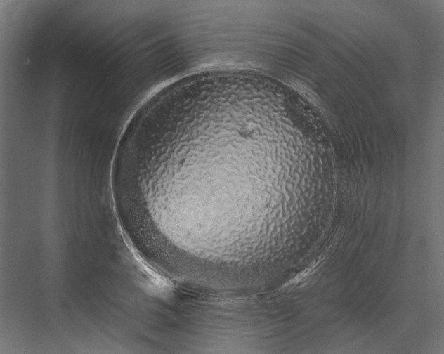 X0000076071030200610061557