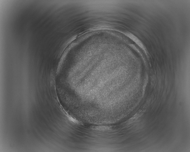 X0000076071337200610061552