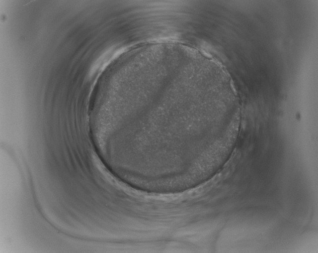 X0000076070002200610152239