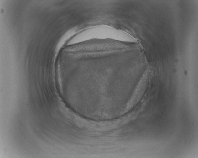 X0000076070006200610152239