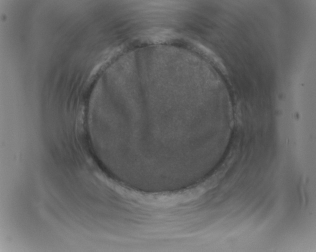 X0000076070018200610152239