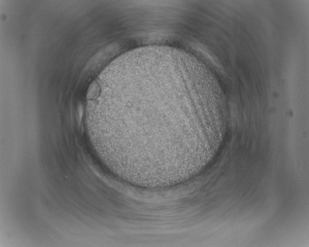 X0000076070022200610152239