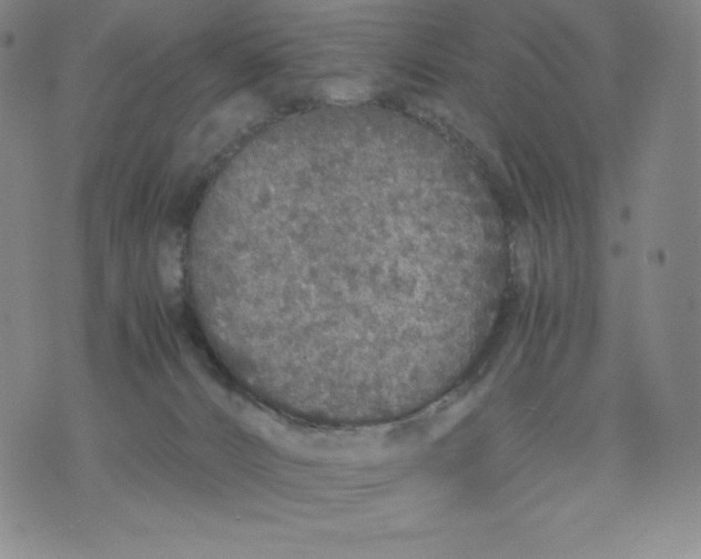 X0000076070032200610152239